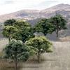 Woodland Scenics TR1572 Mix Green Decid Trees 3-5 (14) WOOU9572 view 2