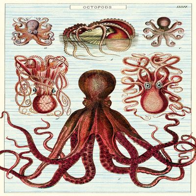 Cavallini Decorative Paper - Octopods 20"x28" Sheet - Cavallini Decorative Paper - Octopods 20"x28" Sheet