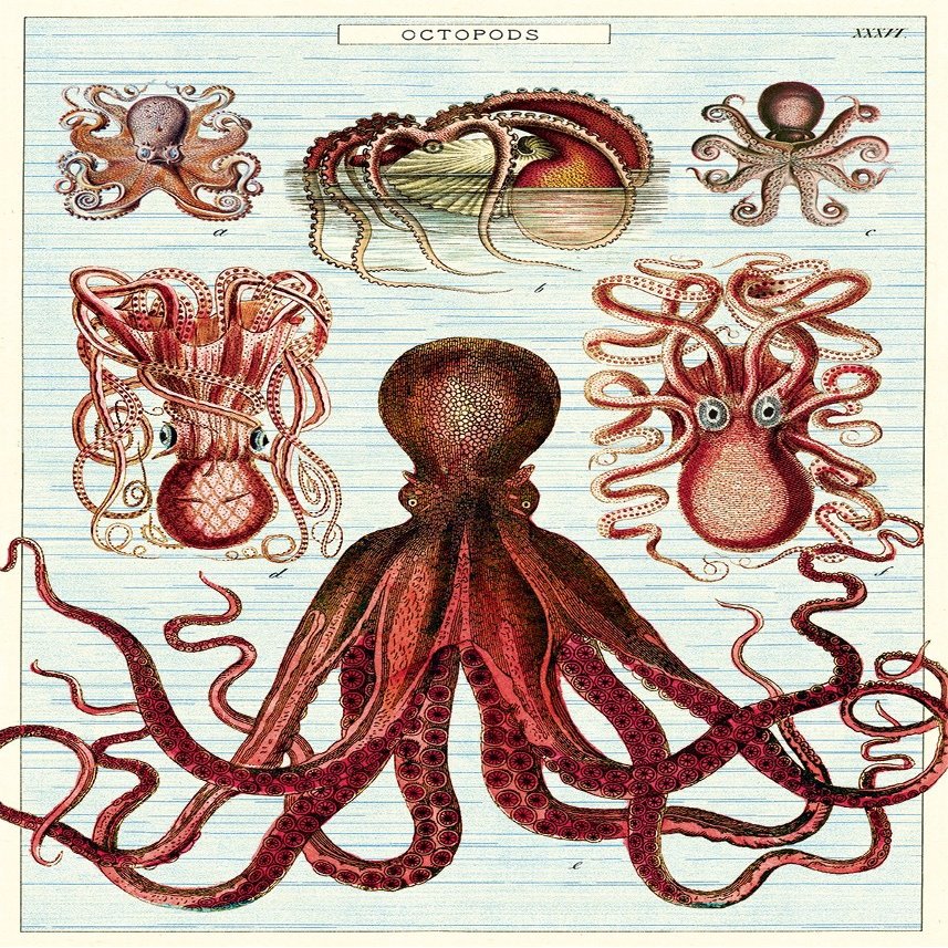 Cavallini Decorative Paper - Octopods 20"x28" Sheet - Cavallini Decorative Paper - Octopods 20"x28" Sheet