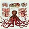 Cavallini Decorative Paper - Octopods 20"x28" Sheet - Cavallini Decorative Paper - Octopods 20"x28" Sheet view 1