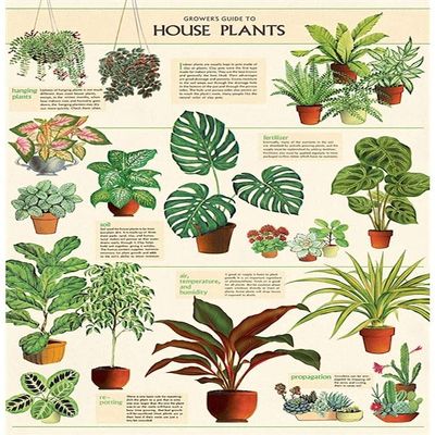 Cavallini Decorative Wrap Poster, House Plants, 20 x 28 inch Italian Archival Paper (WRAP/HP)