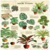 Cavallini Decorative Wrap Poster, House Plants, 20 x 28 inch Italian Archival Paper (WRAP/HP) view 1