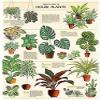Cavallini Decorative Wrap Poster, House Plants, 20 x 28 inch Italian Archival Paper (WRAP/HP) view 2