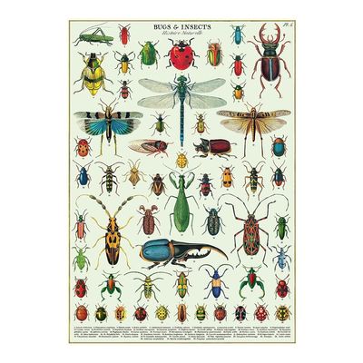 Cavallini Decorative Wrap Poster, Bugs & Insects, 20 x 28 inch Italian Archival Paper (WRAPBUG)