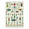 Cavallini Decorative Wrap Poster, Bugs & Insects, 20 x 28 inch Italian Archival Paper (WRAPBUG) view 1