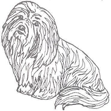 Dog Rubber Stamp - Coton de Tulear-1E (Size: 1-3/4" Wide X 1-3/4" Tall)