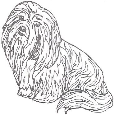 Dog Rubber Stamp - Coton de Tulear-1E (Size: 1-3/4" Wide X 1-3/4" Tall)