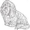 Dog Rubber Stamp - Coton de Tulear-1E (Size: 1-3/4" Wide X 1-3/4" Tall) view 1