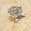 Candamar Embellished Cross Stitch Kit - Hydrangea On Cracked Linen view 1