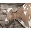 Weaver Leather LTHR Neck Strap Calf 1X33IN view 2