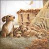 DSC Autumn Playtime Paper Tole 3D Decoupage Craft Kit Size 8x10 view 1