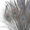 50 Pieces Silver Gray Bleached & Dyed Peacock Tail Eye Wholesale Feathers (Bulk) 10-12 Long Halloween Craft Supply | Moonlight Feather view 4