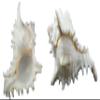 US Shell, 1 Piece, Murex Ramosus Sea Shell, 7 to 8 Inch Size view 1