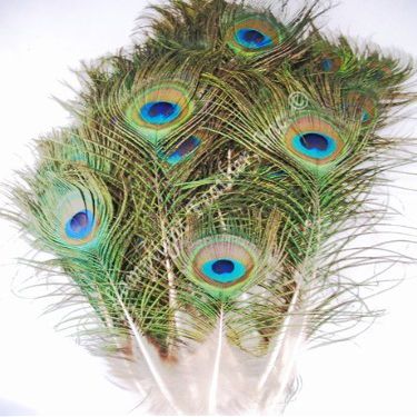 Mini Peacock Eyed Feathers, Natural Complete Quill, 4-10", Per 25