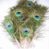 Mini Peacock Eyed Feathers, Natural Complete Quill, 4-10", Per 25 view 1