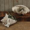 HomArt Cement Cast Clam Shell - Antique White (1) view 2