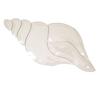 Conch Shell Bevel Cluster view 2
