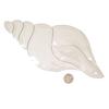 Conch Shell Bevel Cluster view 3