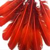 6 Pieces - Fiery Red Ombre Turkey Round Tom Wing Quill Feathers | Moonlight Feather view 2