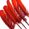 6 Pieces - Fiery Red Ombre Turkey Round Tom Wing Quill Feathers | Moonlight Feather view 4