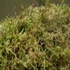 Appalachian Emporium's Moss Grow Transplant Craft 1qt Sheet Moss view 2