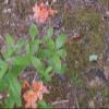 Appalachian Emporium's Moss Grow Transplant Craft 1qt Sheet Moss view 3