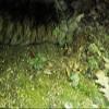 Appalachian Emporium's Moss Grow Transplant Craft 1qt Sheet Moss view 4