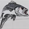 Nature's Bounty Beautiful Custom Fish Portraits[ Striped Bass Fish ] Embroidered Iron On/Sew Patch [5.8" x 5"]Made in USA] view 1