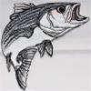 Nature's Bounty Beautiful Custom Fish Portraits[ Striped Bass Fish ] Embroidered Iron On/Sew Patch [5.8" x 5"]Made in USA] view 2