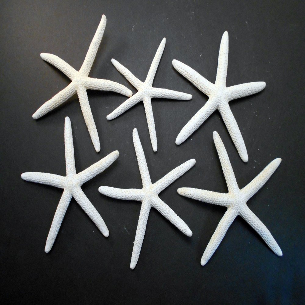 6 White Pencil (Finger) Starfish 5-6" Beach Wedding Nautical Decor Crafts