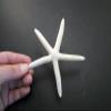 6 White Pencil (Finger) Starfish 5-6" Beach Wedding Nautical Decor Crafts view 2