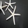 6 White Pencil (Finger) Starfish 5-6" Beach Wedding Nautical Decor Crafts view 3