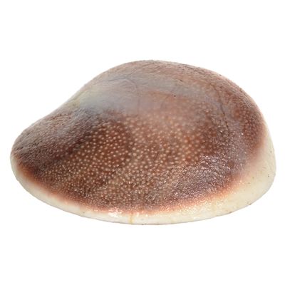 KESAR ZEMS Natural Gomati Chakra - Big Size