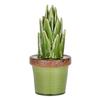 A&B 1360-AB D5.5x11 Ceramics Plant Decorate view 1