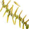 Bright Olive Pearls Shell Beads Mother Pearl Fin Shell Beads Size:16x20mm view 1