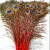Feather Store - 10 Real Dyed Peacock Eye Feathers 30-35" - Perfect for Crafts, Weddings, Halloween, Home Decor, Peacock Feathers for Vase, Peacock Feather Decorations, and More - Red view 2