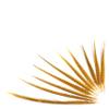 ZUCKER Assorted Pheasant Tails Dyed - Gold view 3