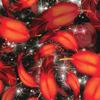 Hydrographics Film Kit - MyDipKit - Water Transfer Printing RED Feather DD-957 view 2