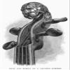 Stainer Violin Nneck And Scroll Of A Violin Made By Jacobus Stainer (Or Steiner C1617-1683) Wood Engraving American 1881 Poster Print by (24 x 36) view 1