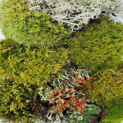 Tin Roof Treasure Super Fairy Garden Assortment Moss and Lichen for Terrarium, 6"x9" Bag