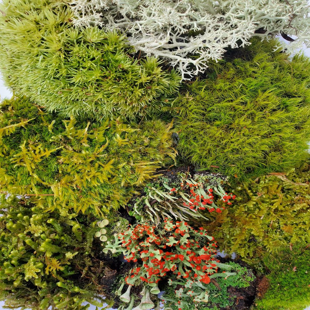 Tin Roof Treasure Super Fairy Garden Assortment Moss and Lichen for Terrarium, 6"x9" Bag