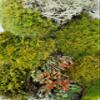 Tin Roof Treasure Super Fairy Garden Assortment Moss and Lichen for Terrarium, 6"x9" Bag view 1