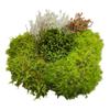 Tin Roof Treasure Super Fairy Garden Assortment Moss and Lichen for Terrarium, 6"x9" Bag view 2