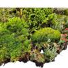 Tin Roof Treasure Super Fairy Garden Assortment Moss and Lichen for Terrarium, 6"x9" Bag view 3