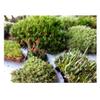 Tin Roof Treasure Super Fairy Garden Assortment Moss and Lichen for Terrarium, 6"x9" Bag view 4