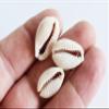 FSG - 200 Select Center Cut Ringtop Cowrie Shells (1/2" -1" / 12-25 mm) Beach Crafts Ocean Jewelry Nautical Decor view 3