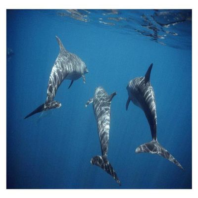 Global Gallery Bottlenose Dolphin Trio Underwater, Galapagos Islands, Ecuador-Paper Art-32"x22"