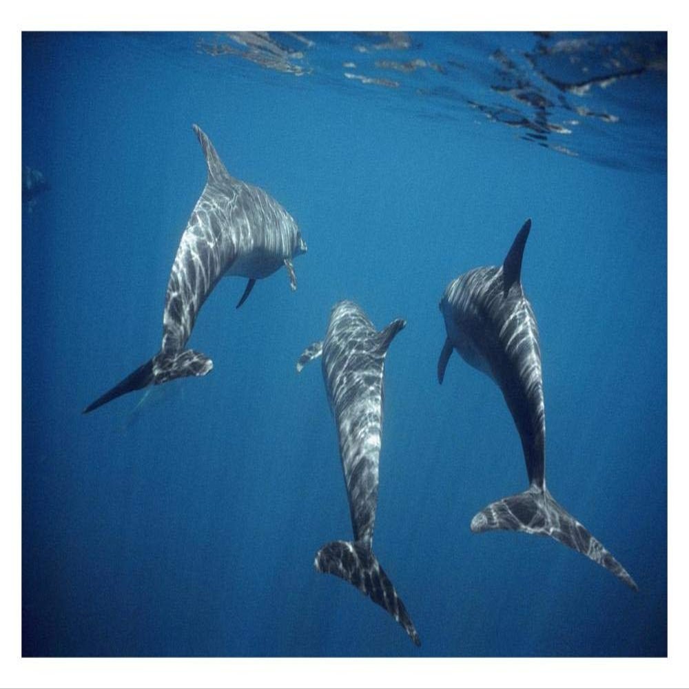 Global Gallery Bottlenose Dolphin Trio Underwater, Galapagos Islands, Ecuador-Paper Art-32"x22"