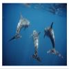 Global Gallery Bottlenose Dolphin Trio Underwater, Galapagos Islands, Ecuador-Paper Art-32"x22" view 1