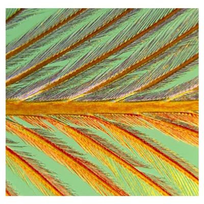 Global Gallery Close up of Feather Showing barbules Branching Off from Barb and Tiny barbicels-Paper Art-38"x26"